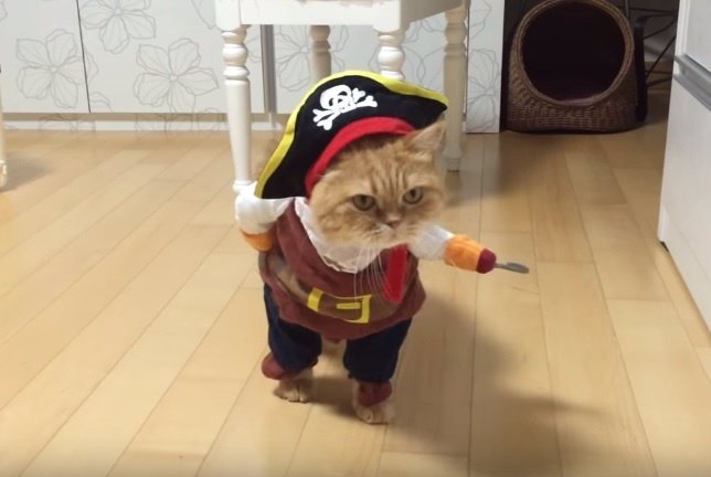 Zeon, el gato pirata