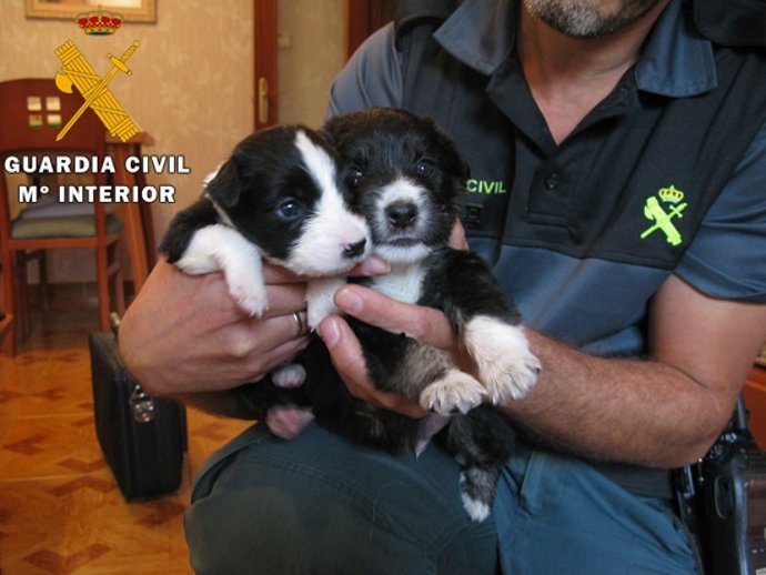 Cachorros abandonados en un contenedor de basura en Calanda (Teruel)