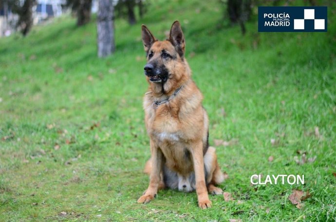 Clayton, perro policía