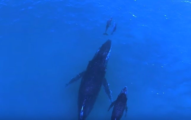 Captan a una madre ballena y su cría nadando con una madre delfín y su cría