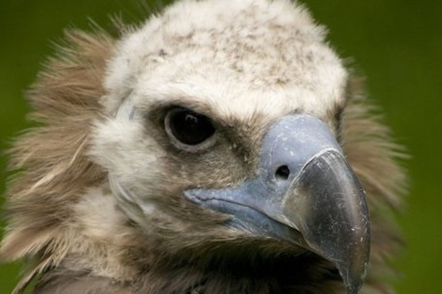 Buitre negro de Eurasia