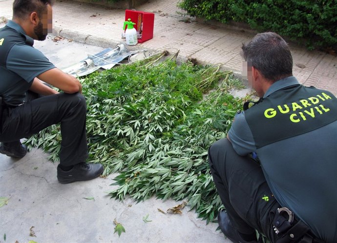 La Guardia Civil Desmantela Un Invernadero Clandestino De Marihuana En La Matanz
