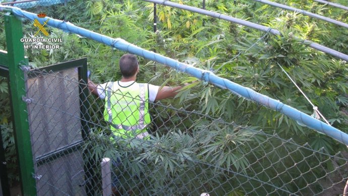 Operación "CLOVER", 