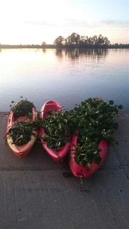 Piraguas con camalote