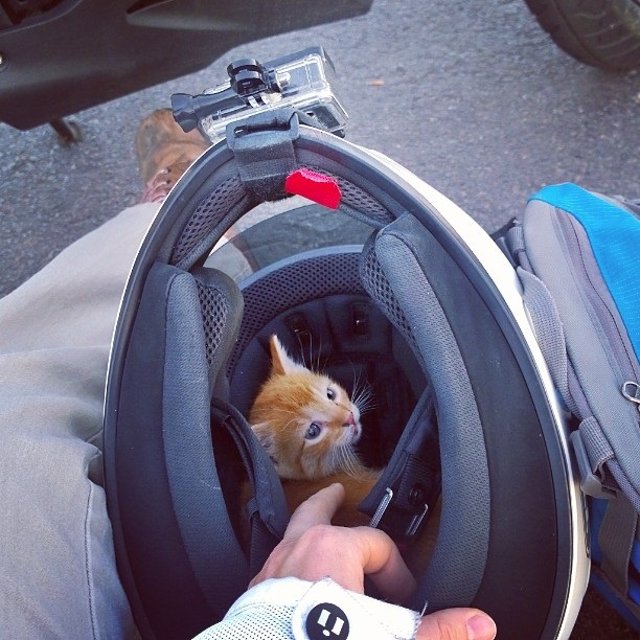 Gatito rescatado por motorista