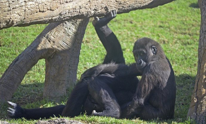 El pequeño gorila EBO 