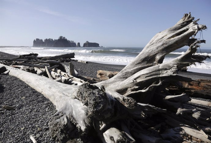 Washed up tree trunks are pictured along the waters of the Pacific Ocean at Olym