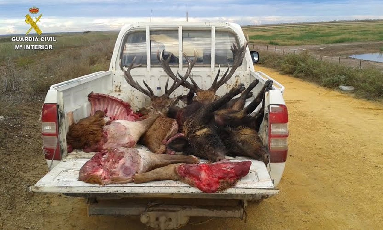 Piezas de caza furtiva interceptadas en Doñana.