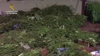 Sucesos.- Intervenidos en Utrera más de 2.500 kilos de marihuana en una operación con dos detenidos