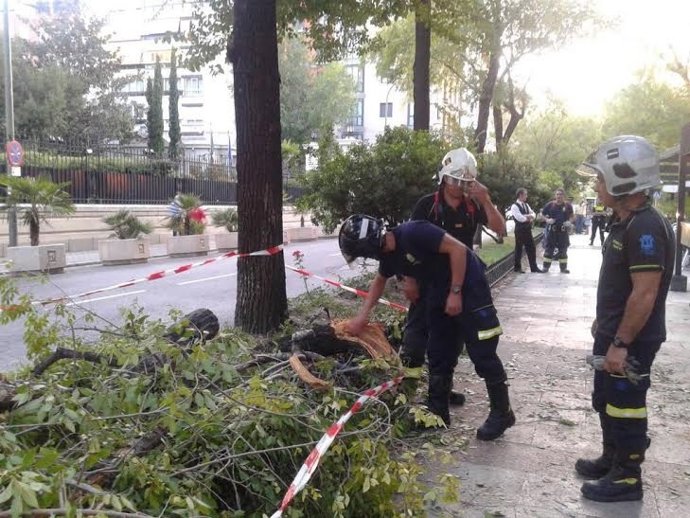 Rama de árbol caída de Juan Bravo