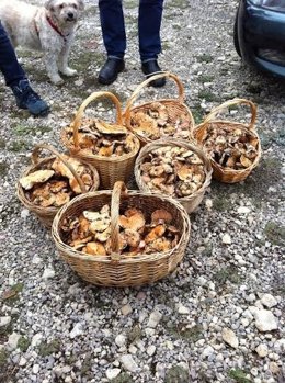 Níscalos, hongos, setas