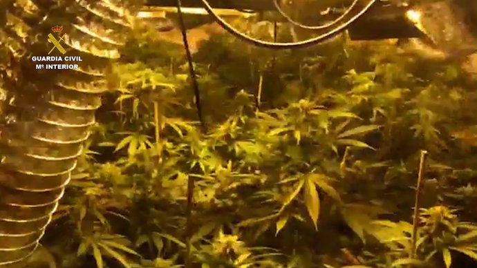 Plantas de marihuana intervenidas en chalés de lujo