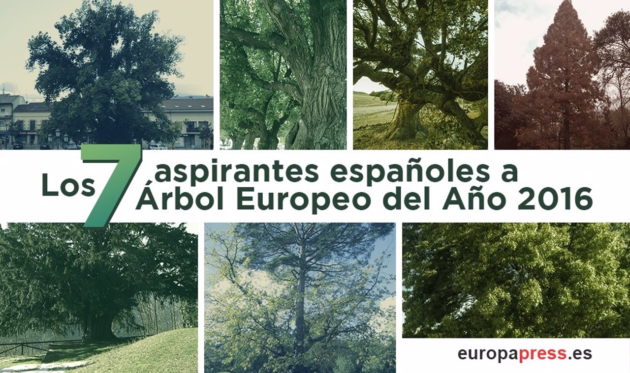 Portadilla: los 7 aspirantes españoles a Árbol Europeo del Año 2016