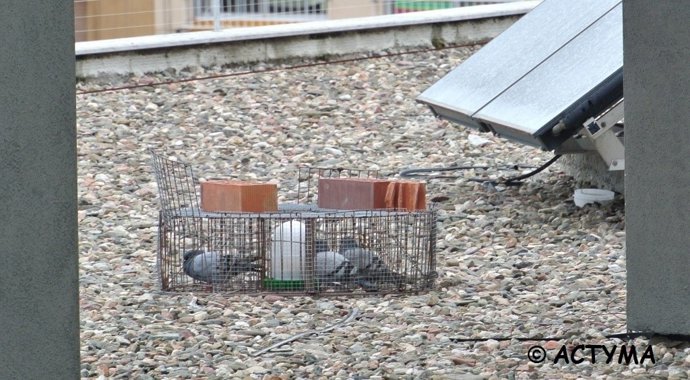 Jaulas en la azotea del Ine de Tarragona