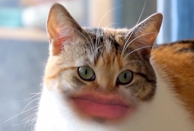 Meow: El viral de YouTube más desconcertante tiene gatos y bocas