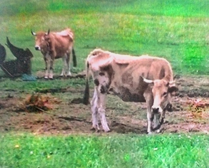 Vacas en una ganadería en Liencres 