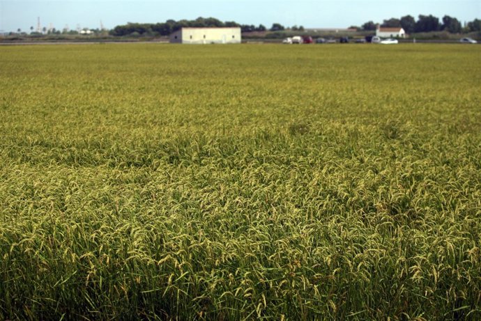 IVIA trabaja para obtener variedades de arroz más resistentes a los hongos