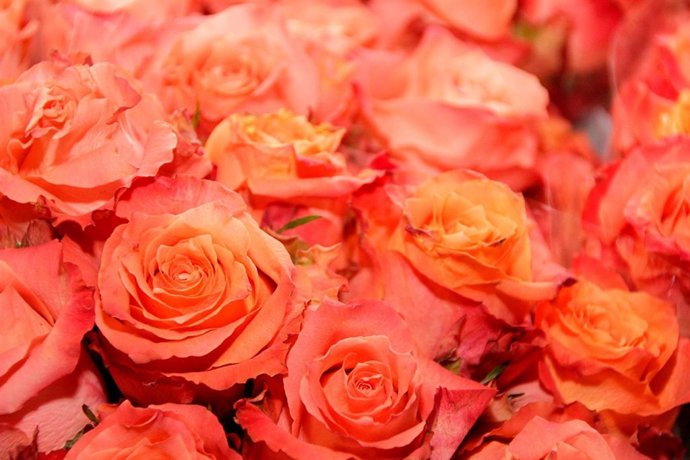 Flores, rosas, flor, ramo, adorno, plantas