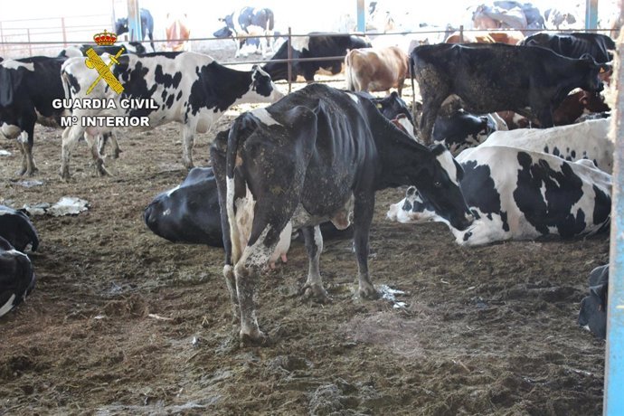 Granja de ganadería con animales en malas condiciones