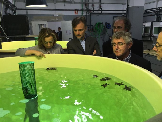 José Fiscal observa a crías de tortuga boba