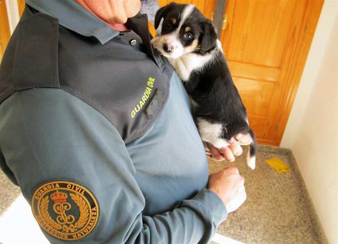 Imagen del cachorro abandonado