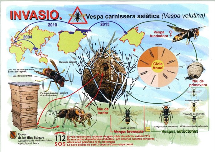 Infografía sobre la avispa carnicera asiática