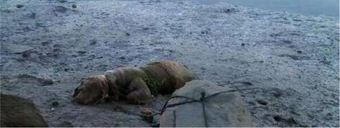 Imagen de un perro muerto tras atarlo a una roca en una playa de Ayamonte.