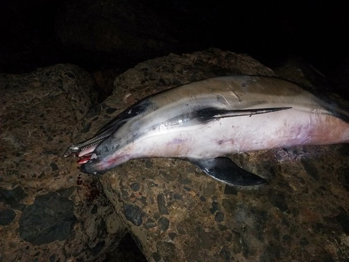 Ejemplar de delfín listado encontrado muerto en las playas de El Ejido