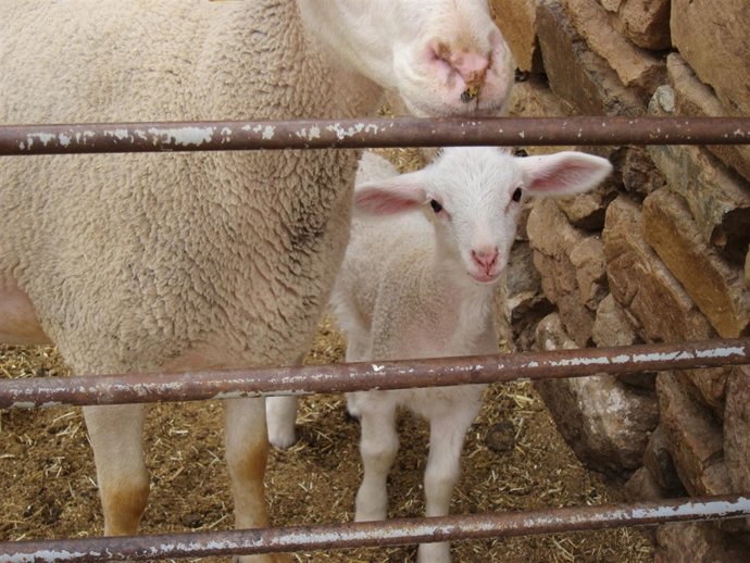 Cordero, Ganado Ovino, Granja, Corral