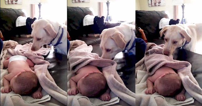 Labrador tapa con una manta a un bebé