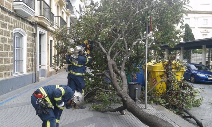 Retirada de árbol en Cádiz