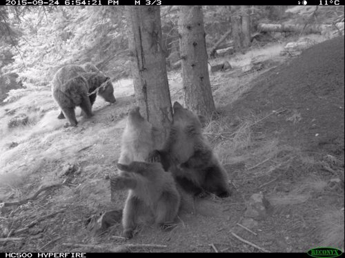 Imagen de los tres cachorros de oso bruno