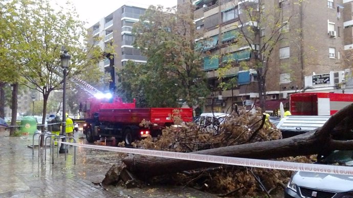 Árbol caído en la calle Oltá de Valencia