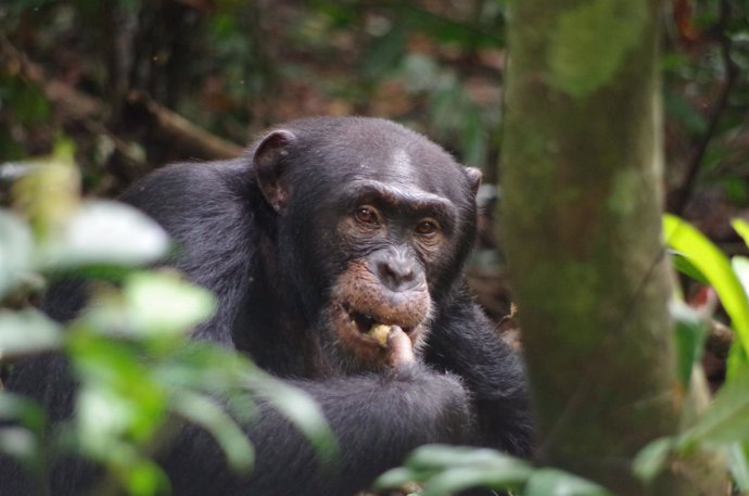 Investigación sobre los primates a partir de los dientes 