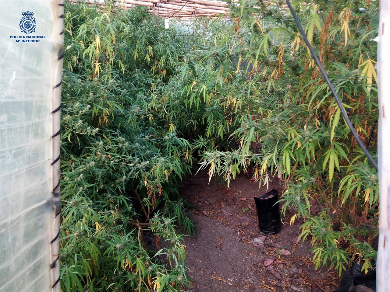 Invernadero de marihuana desmantelado en una finca de Frigiliana