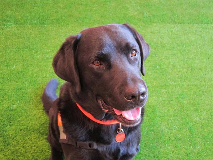 Perro de la Fundación Affinity