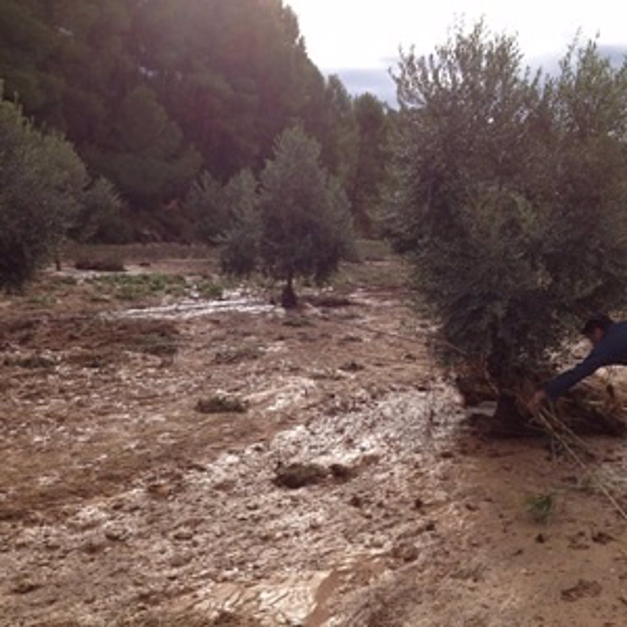 Olivos de Bovera (Lleida) afectados por las lluvias del lunes