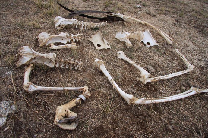 Restos de buitre aparecidos cerca del vertedero de Ávila