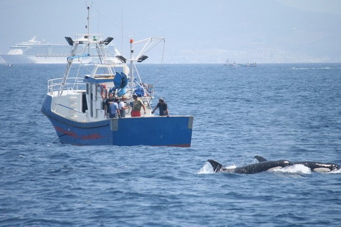 Orca en el Estrecho de Gibraltar