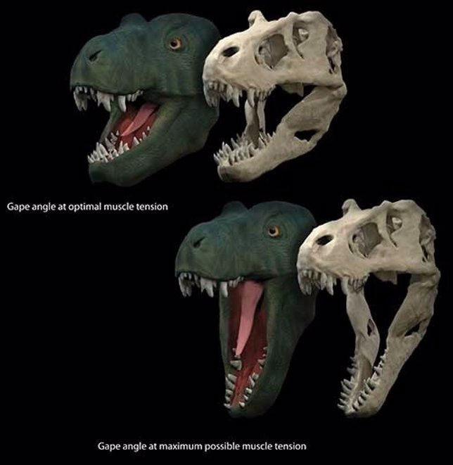 Mandíbulas de dinosaurios