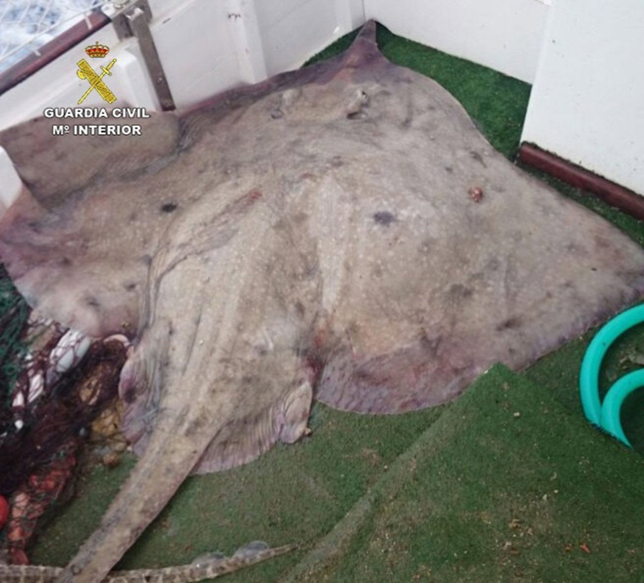 Captura de una raya herida