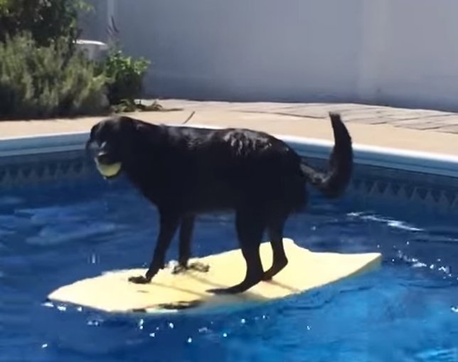 Perro navega y coge pelota de la piscina