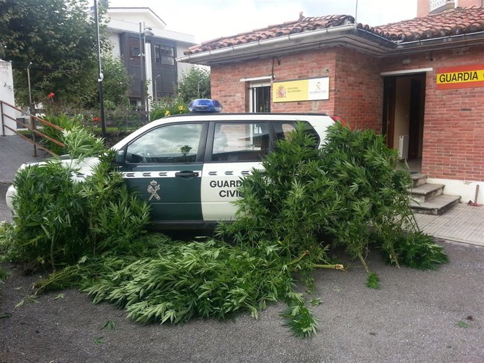 Plantas de marihuana intervenidas en Ruesga
