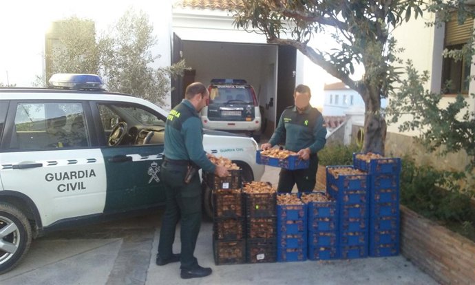 Agentes manipulan la setas decomisadas