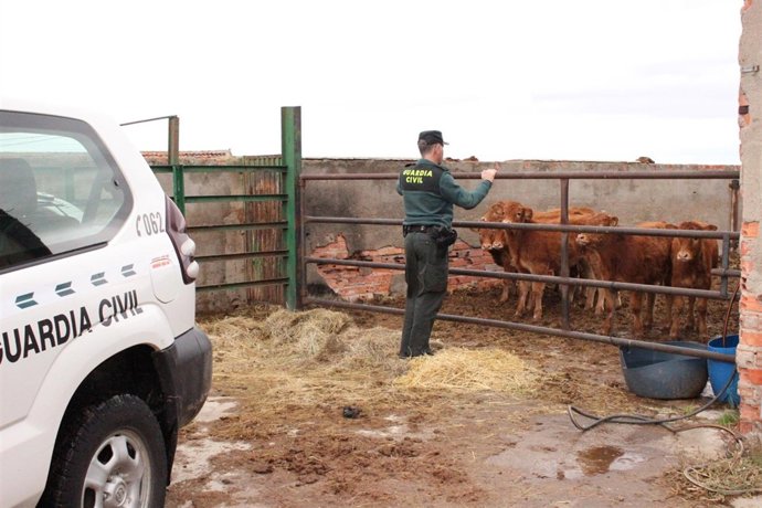 Terneros recuperados