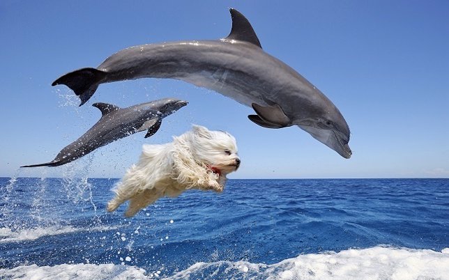 La magia del Photoshop ayudó a este perro a volar y nadar con delfines
