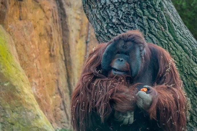 NP Semana Del Orangután 2.015