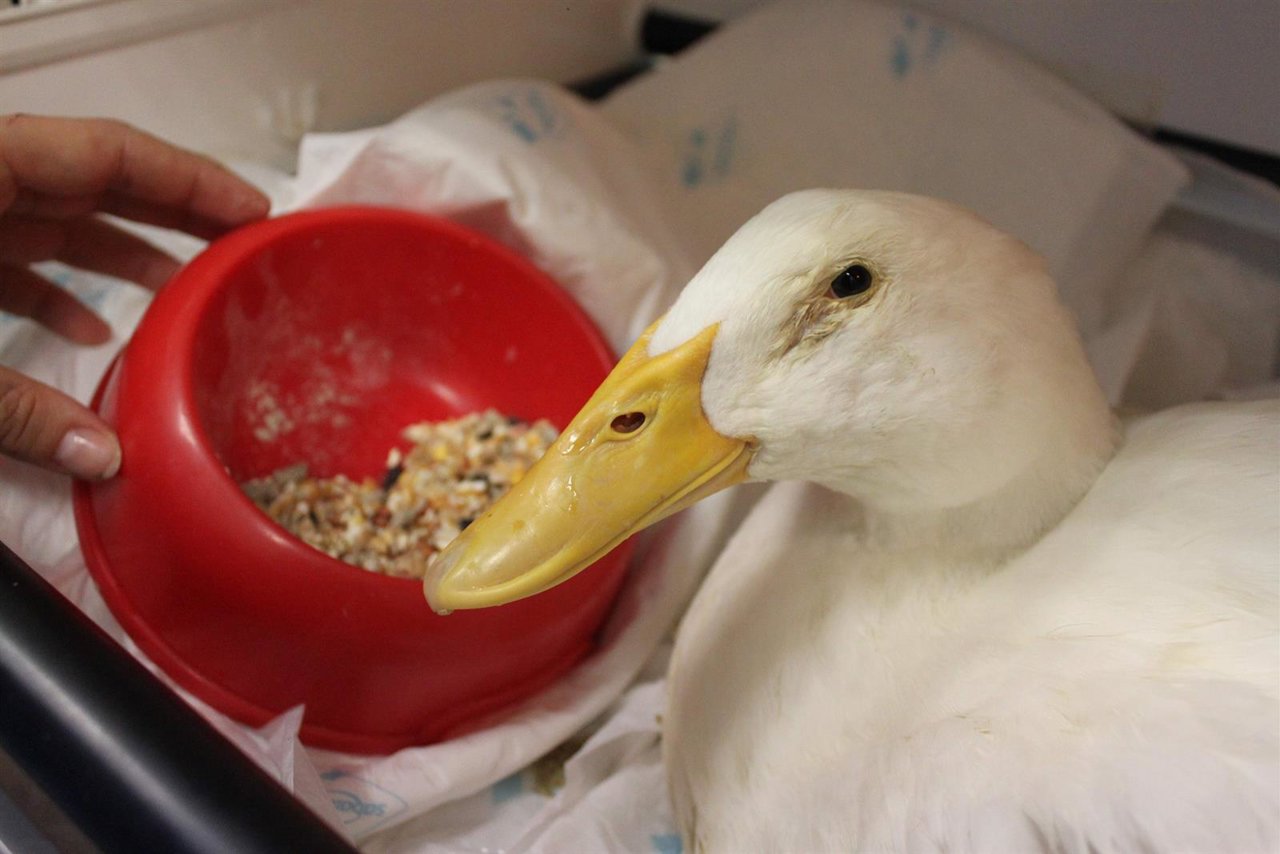 Imagen del pato tratado en la UCH CEU