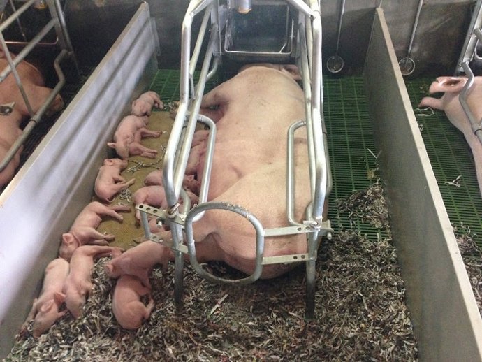 Granja Sant Martí (Sant Martí de Centelles, Barcelona)