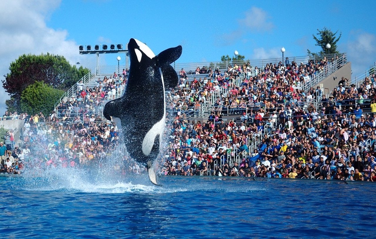 Espectáculo de orcas Shamu, en Seaworld